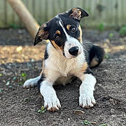 Sully joined the competition — help win amazing prizes! puppy, dog, animal, pet, outdoor, curious, black, white, brown, fur, ears, nose, eyes, dirt, nature, young, cute, portrait, head_tilt, playful