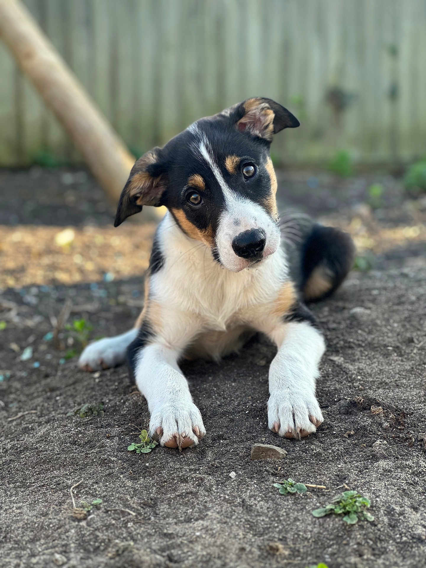 Sully joined the competition — help win amazing prizes! puppy, dog, animal, pet, outdoor, curious, black, white, brown, fur, ears, nose, eyes, dirt, nature, young, cute, portrait, head_tilt, playful
