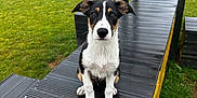 Sully is registered to the contest to win money with this photo: animal, black_and_white, cloudy_sky, curious, dog, ears, fence, grass, nature, nose, outdoor, paw, pet, platform, playground, puppy, sitting, wet, wooden_structure, young_dog
