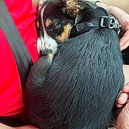 Sully joined the competition — help win amazing prizes! black_fur, bracelet, brown_fur, car_interior, close_up, collar, comfort, curled_up, cute, dog, hand, lap, person, pet, puppy, red_shirt, relaxation, seatbelt, sleeping, white_fur