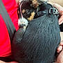 black_fur, bracelet, brown_fur, car_interior, close_up, collar, comfort, curled_up, cute, dog, hand, lap, person, pet, puppy, red_shirt, relaxation, seatbelt, sleeping, white_fur