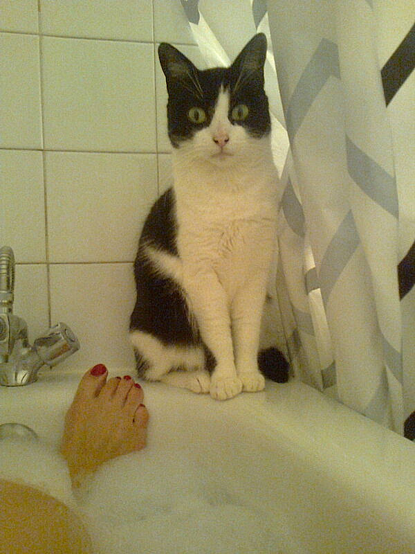 Nounoune a rejoint le concours — aidez-le/la à gagner de superbes lots ! aegean_cat, american_wirehair, carnivore, cat, domestic_short_haired_cat, european_shorthair, felidae, japanese_bobtail, kitten, mammal, ojos_azules, polydactyl_cat, small_to_medium_sized_cats, tail, whiskers