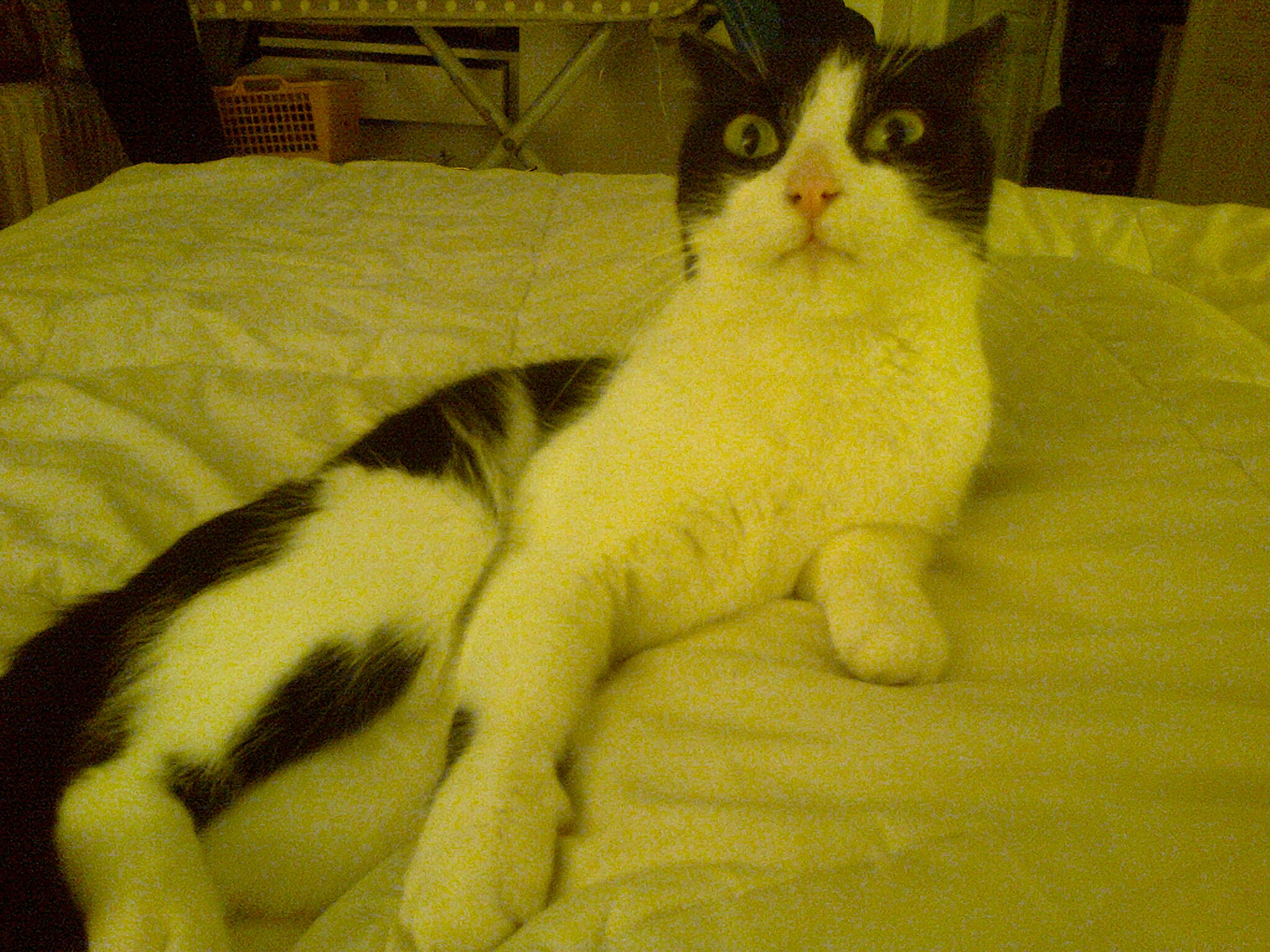 Nounoune a rejoint le concours — aidez-le/la à gagner de superbes lots ! aegean_cat, american_wirehair, asian, carnivore, cat, domestic_short_haired_cat, felidae, fur, japanese_bobtail, kitten, mammal, paw, polydactyl_cat, small_to_medium_sized_cats, tail, turkish_van, vertebrate, whiskers