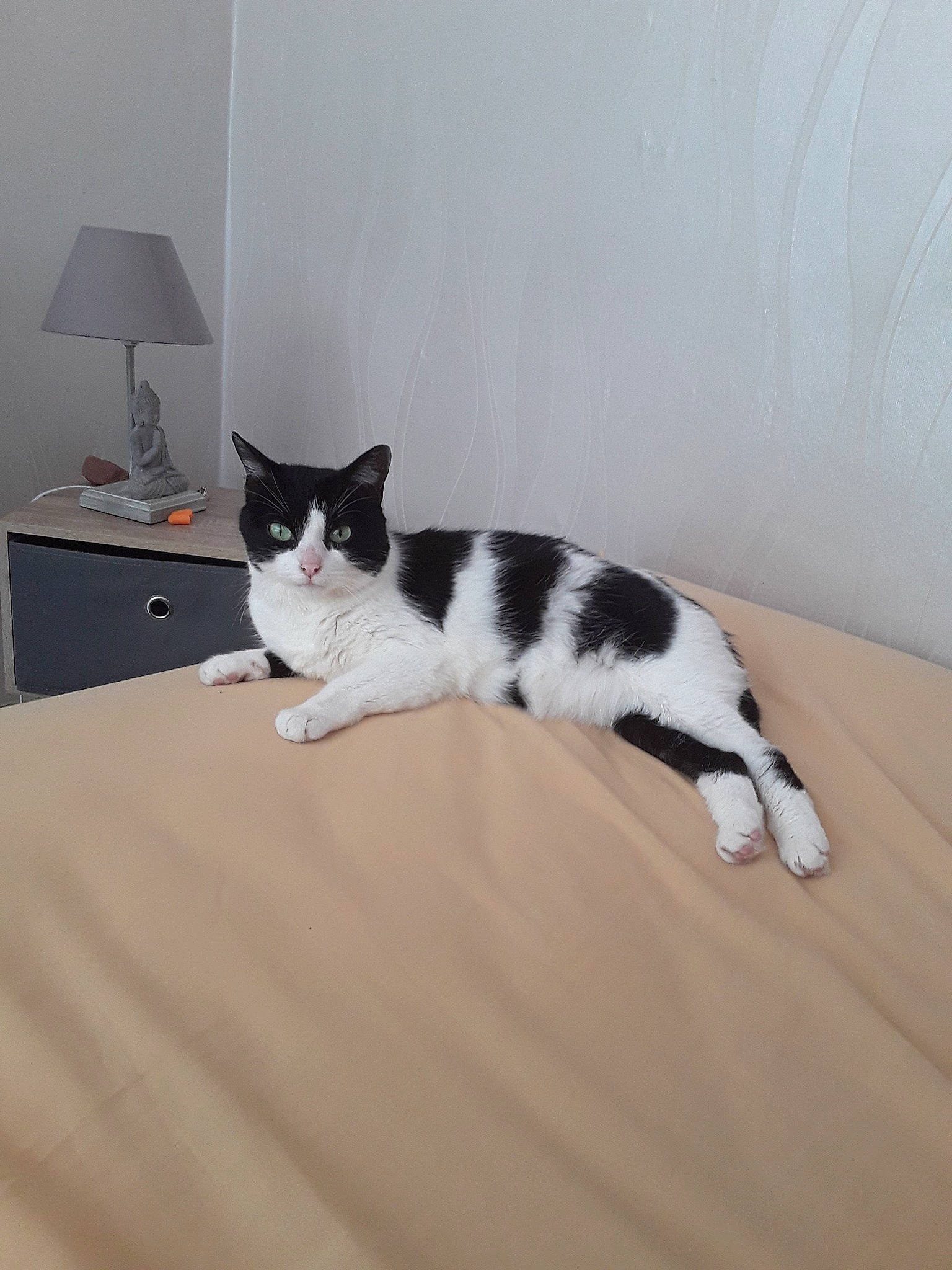 Nounoune participe au concours pour gagner de l'argent avec cette photo : american_wirehair, black_and_white, carnivore, cat, domestic_short_haired_cat, european_shorthair, felidae, floor, fur, kitten, polydactyl_cat, small_to_medium_sized_cats, tail, whiskers