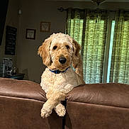 Conway is registered to the contest to win money with this photo: dog, golden_doodle, couch, living_room, curtains, brown_leather, pet, animal, crossed_paws, collar, furniture, indoor, wall_art, ceiling_fan, window, relaxed, cute, fluffy, domestic_animal, home