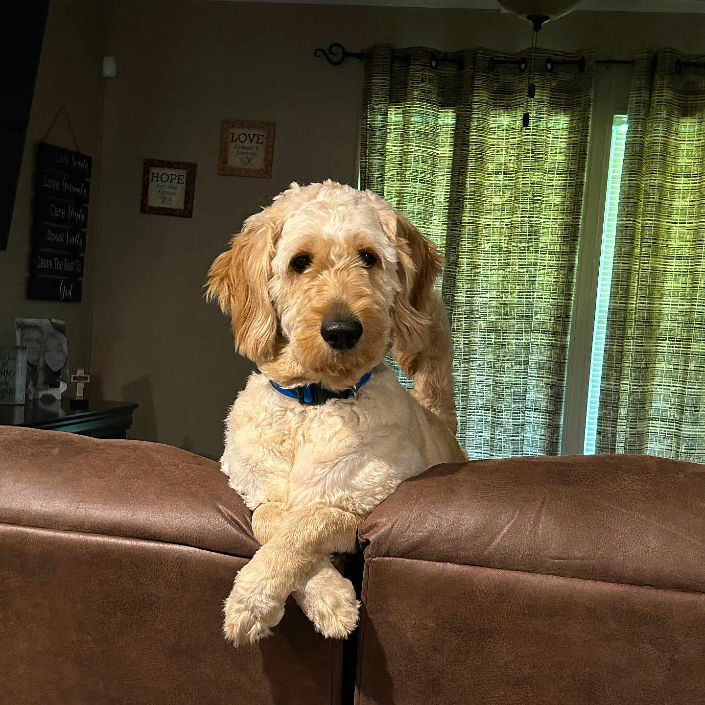 Conway is registered to the contest to win money with this photo: animal, brown_leather, ceiling_fan, collar, couch, crossed_paws, curtains, cute, dog, domestic_animal, fluffy, furniture, golden_doodle, home, indoor, living_room, pet, relaxed, wall_art, window
