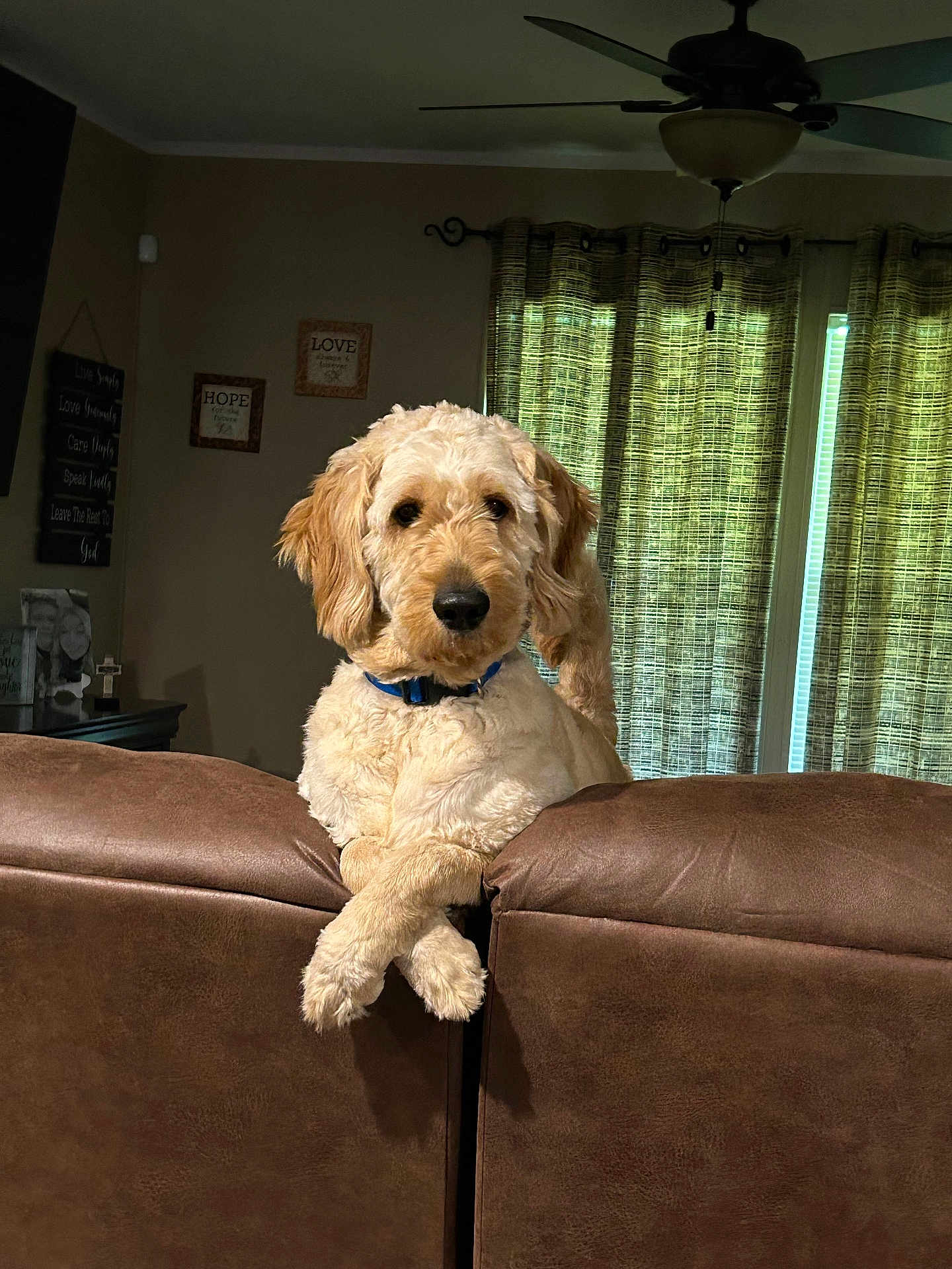 Conway is registered to the contest to win money with this photo: dog, golden_doodle, couch, living_room, curtains, brown_leather, pet, animal, crossed_paws, collar, furniture, indoor, wall_art, ceiling_fan, window, relaxed, cute, fluffy, domestic_animal, home