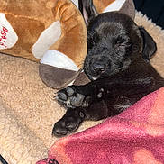 Rucker joined the competition — help win amazing prizes! puppy, sleeping, black_dog, plush_toy, blanket, cozy, pet_bed, paw, cute, fur, napping, indoors, animal, young_dog, resting, soft_texture, domestic_animal, close_up, comfort, relaxation