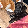 puppy, sleeping, black_dog, plush_toy, blanket, cozy, pet_bed, paw, cute, fur, napping, indoors, animal, young_dog, resting, soft_texture, domestic_animal, close_up, comfort, relaxation