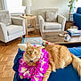 cat, orange_cat, flower_lei, couch, living_room, pillow, wooden_floor, armchair, lamp, side_table, books, coffee_mug, plant, window, rug, decor, indoor, pet, relaxed, feline