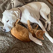Daisy joined the competition — help win amazing prizes! dog, cat, white_dog, orange_cat, pet, snuggling, blanket, bed, resting, fur, domestic_animal, companion, animal_friendship, cozy, indoor, relaxed, cute, paw, sleeping, warm