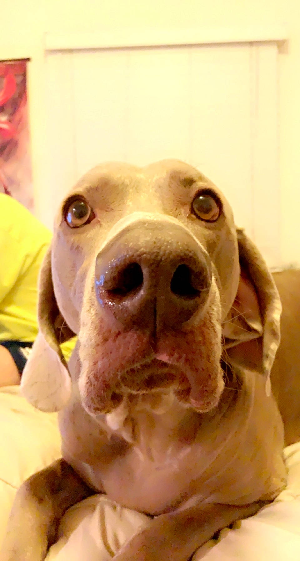 Thaddeus is registered to the contest to win money with this photo: canidae, carnivore, companion_dog, dog, dog_breed, dogo_argentino, fawn, fur, german_shorthaired_pointer, jaw, liver, molosser, pointer, pointing_breed, retriever, snout, sporting_group, whiskers, working_animal, wrinkle