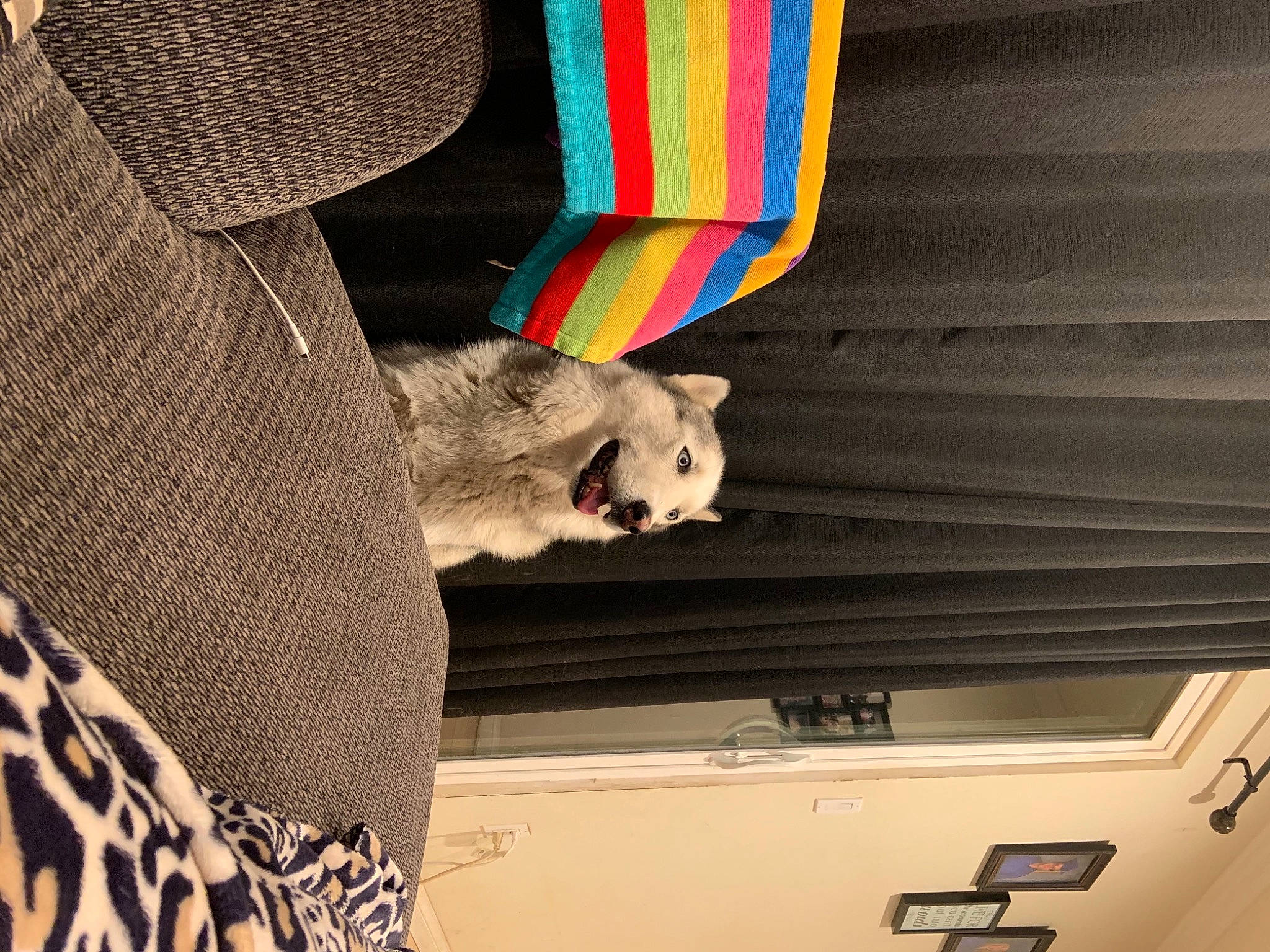 Thaddeus joined the competition — help win amazing prizes! art, design, fawn, felidae, fur, human_leg, pattern, paw, room, small_to_medium_sized_cats, stuffed_toy, tail, toy, vehicle_door, visual_arts, whiskers, wood, wool, woolen, woven_fabric