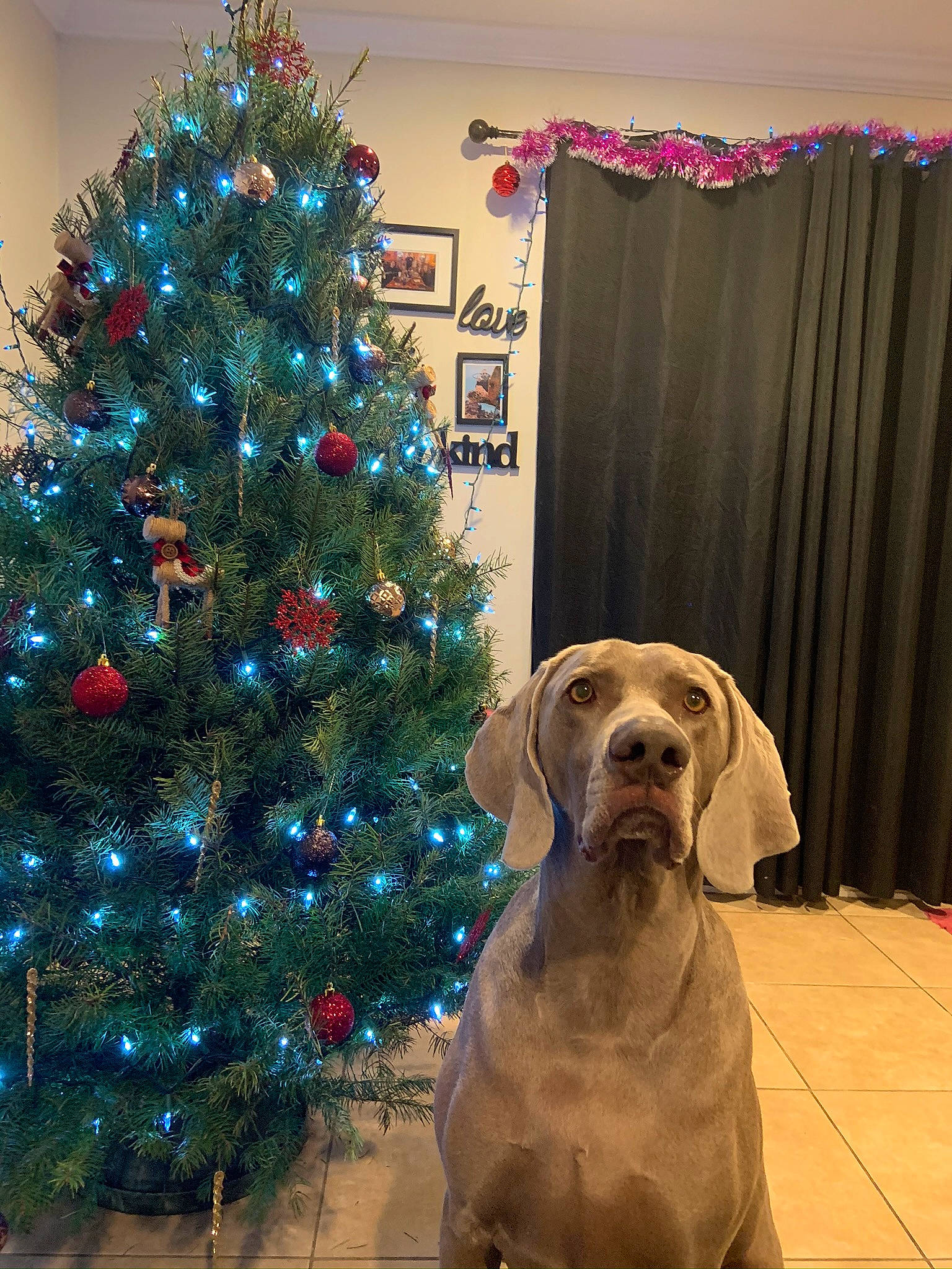 Thaddeus is registered to the contest to win money with this photo: carnivore, christmas_decoration, christmas_ornament, christmas_tree, companion_dog, curtain, dog, dog_breed, evergreen, fawn, holiday, holiday_ornament, interior_design, larch, light, ornament, plant, tints_and_shades, tree, wood