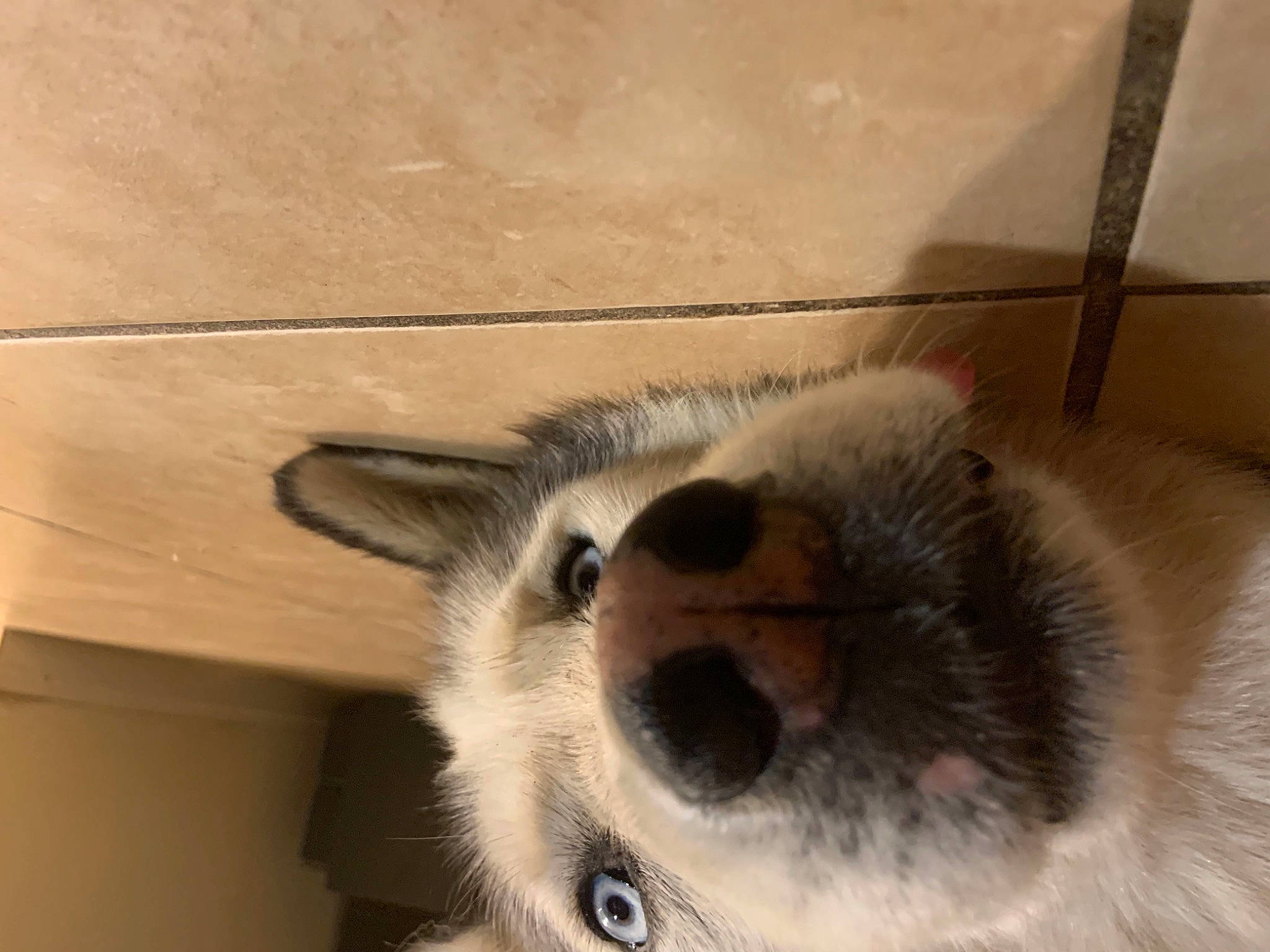 Bella joined the competition — help win amazing prizes! balinese, canidae, carnivore, companion_dog, dog, dog_breed, eyelash, fawn, felidae, fur, hardwood, line, non_sporting_group, paw, small_to_medium_sized_cats, snout, sporting_group, whiskers, wood, working_animal