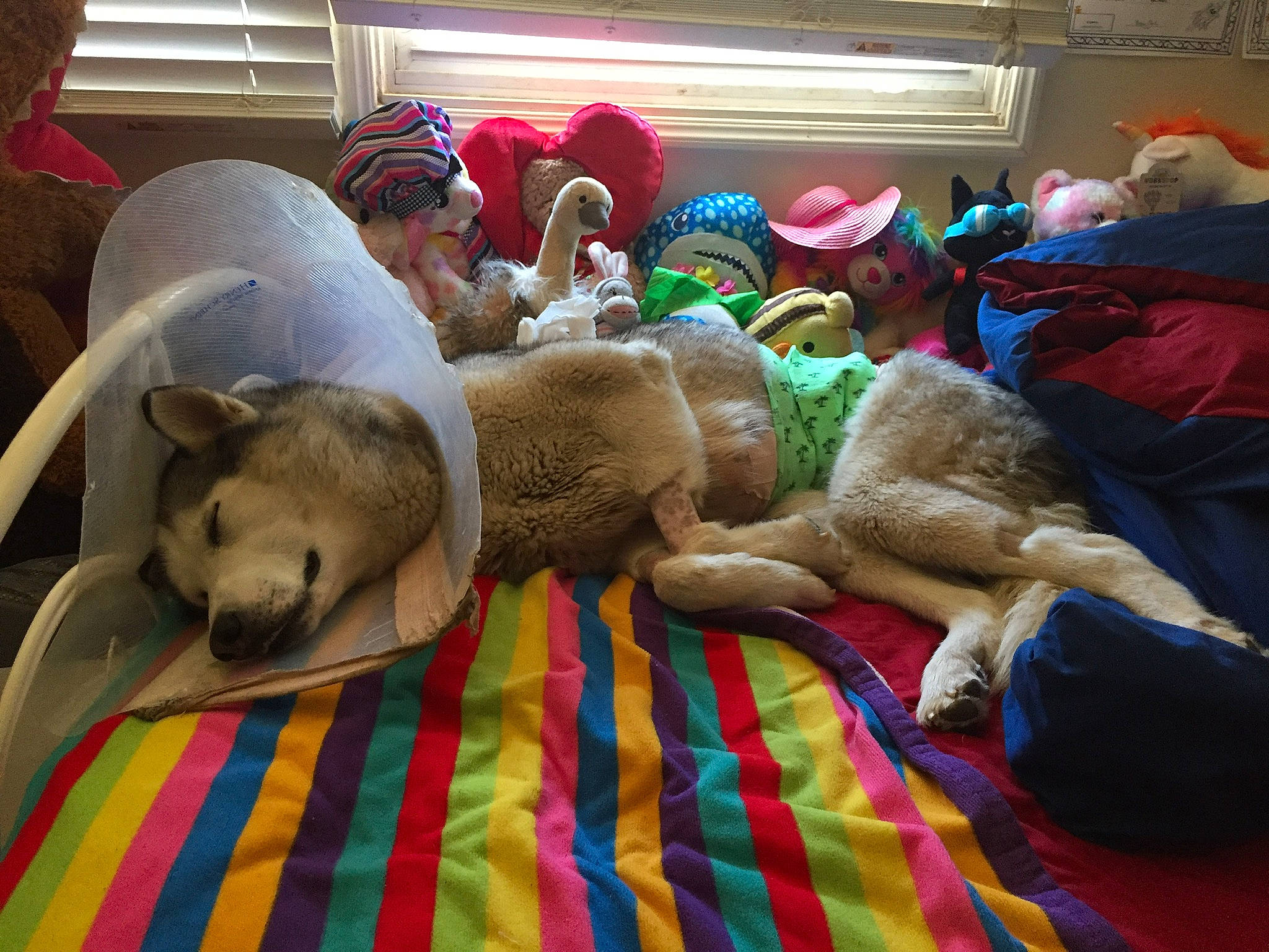 Bella joined the competition — help win amazing prizes! cap, carnivore, comfort, companion_dog, dog, dog_breed, dog_supply, fawn, flooring, fur, hat, linens, plaid, room, stuffed_toy, tartan, textile, toy_dog, wool, woolen