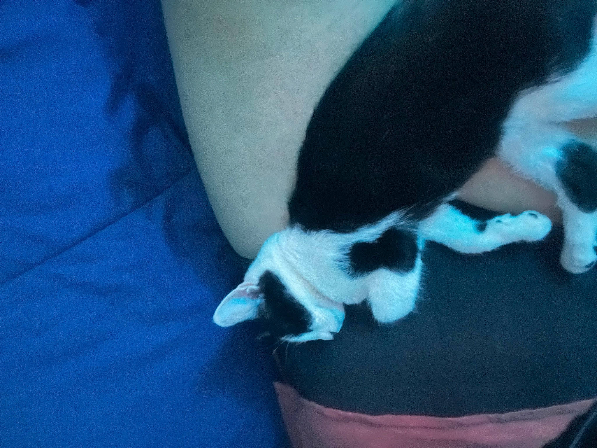 Nessy participe au concours pour gagner de l'argent avec cette photo : azure, carnivore, cat, comfort, companion_dog, dog_breed, electric_blue, felidae, foot, fur, human_leg, knee, leg, paw, small_to_medium_sized_cats, snout, sporting_group, tail, thigh, whiskers