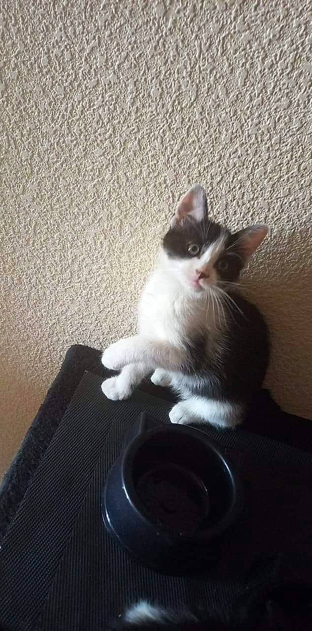 Nessy participe au concours pour gagner de l'argent avec cette photo : box, carnivore, cat, comfort, domestic_short_haired_cat, felidae, foot, fur, grey, home_appliance, paw, sitting, small_to_medium_sized_cats, tail, whiskers