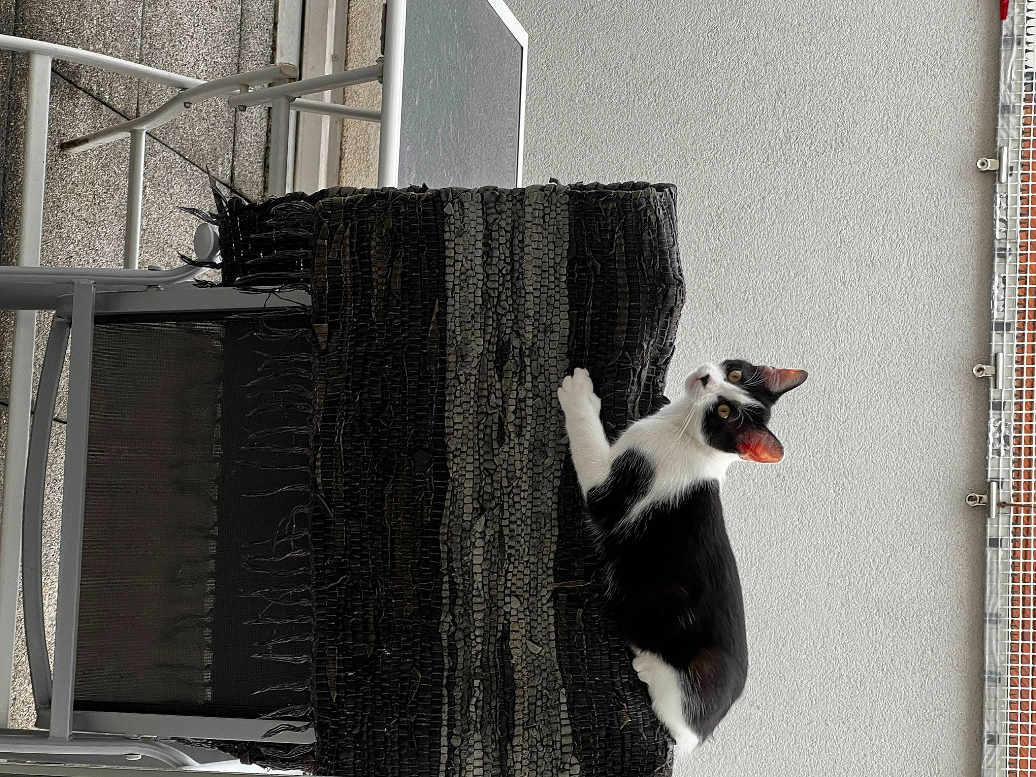 Nessy a rejoint le concours — aidez-le/la à gagner de superbes lots ! animal_shelter, cage, carnivore, cat_supply, dog_supply, door, felidae, fur, grey, mesh, metal, pet_supply, service, small_to_medium_sized_cats, snout, tail, terrestrial_animal, whiskers, window, wire_fencing