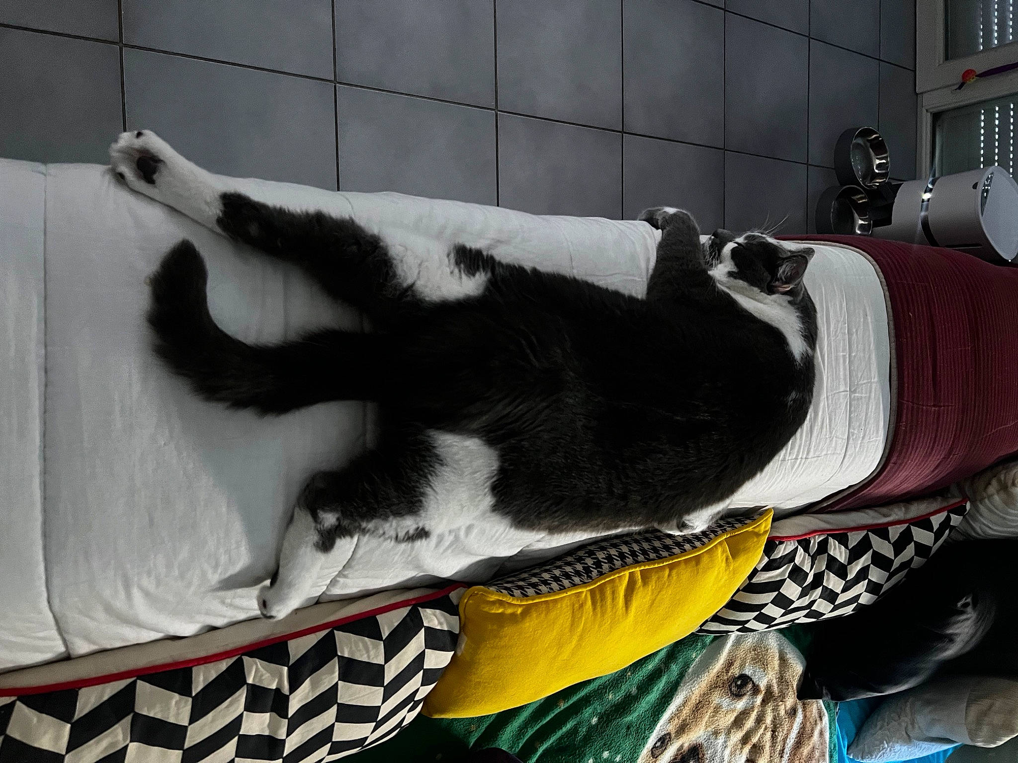 Wifi participe au concours pour gagner de l'argent avec cette photo : art, athletic_shoe, carmine, fur, glove, human_leg, linens, mammal, outdoor_shoe, personal_protective_equipment, room, sculpture, sportswear, t_shirt, tail, vertebrate, visual_arts, water, window, winter