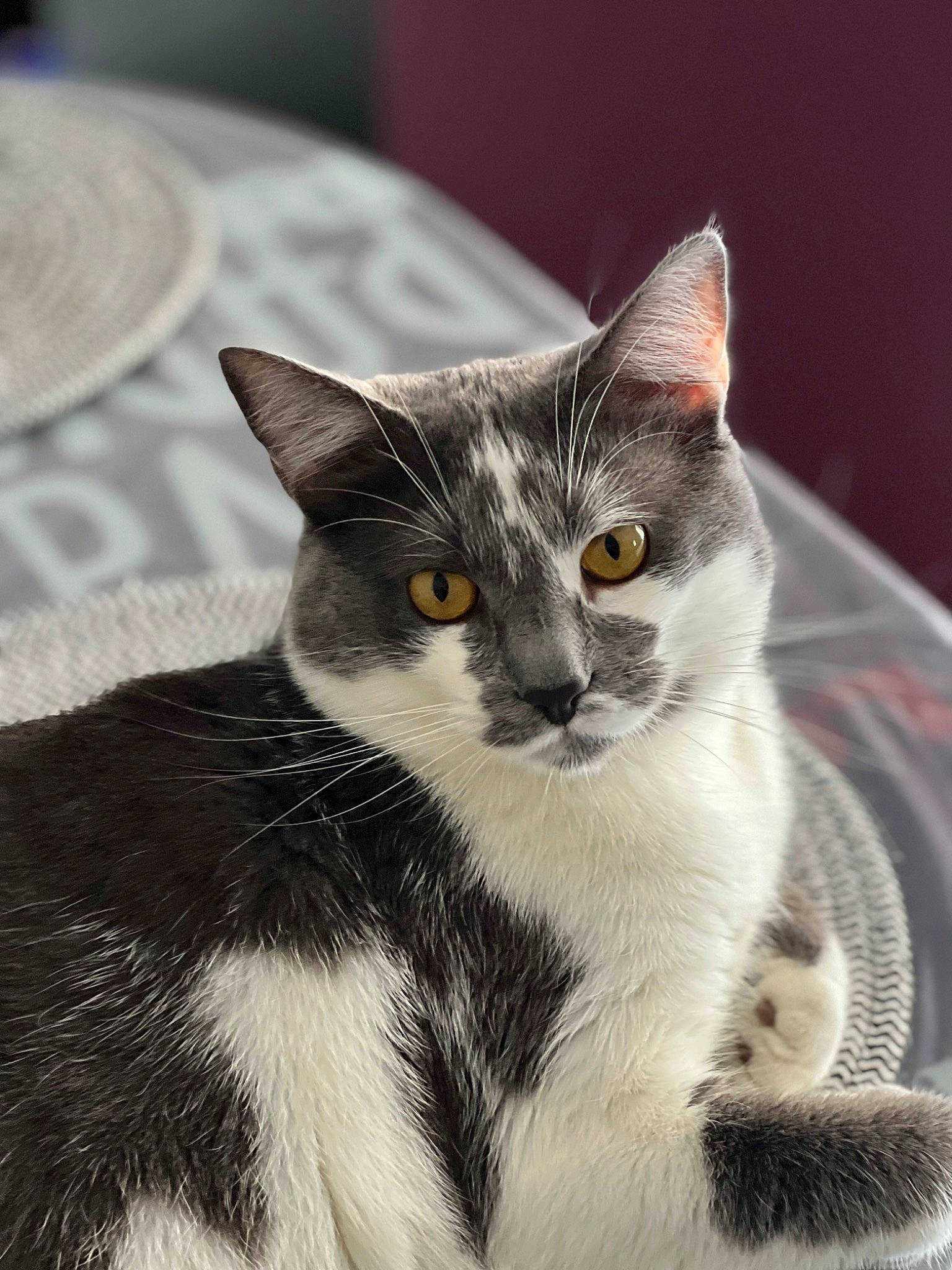 Wifi participe au concours pour gagner de l'argent avec cette photo : carnivore, cat, dishware, domestic_short_haired_cat, eye, felidae, fur, grey, iris, monochrome_photography, paw, pet_supply, plate, serveware, sitting, small_to_medium_sized_cats, snout, tail, terrestrial_animal, whiskers