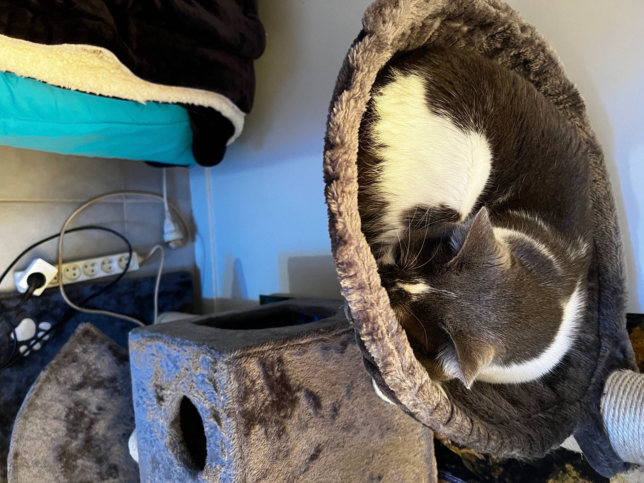 Wifi participe au concours pour gagner de l'argent avec cette photo : bag, carnivore, cat, cat_bed, claw, comfort, domestic_short_haired_cat, felidae, fur, gas, hide, linens, metal, pet_supply, small_to_medium_sized_cats, tail, terrestrial_animal, whiskers, wire, wood