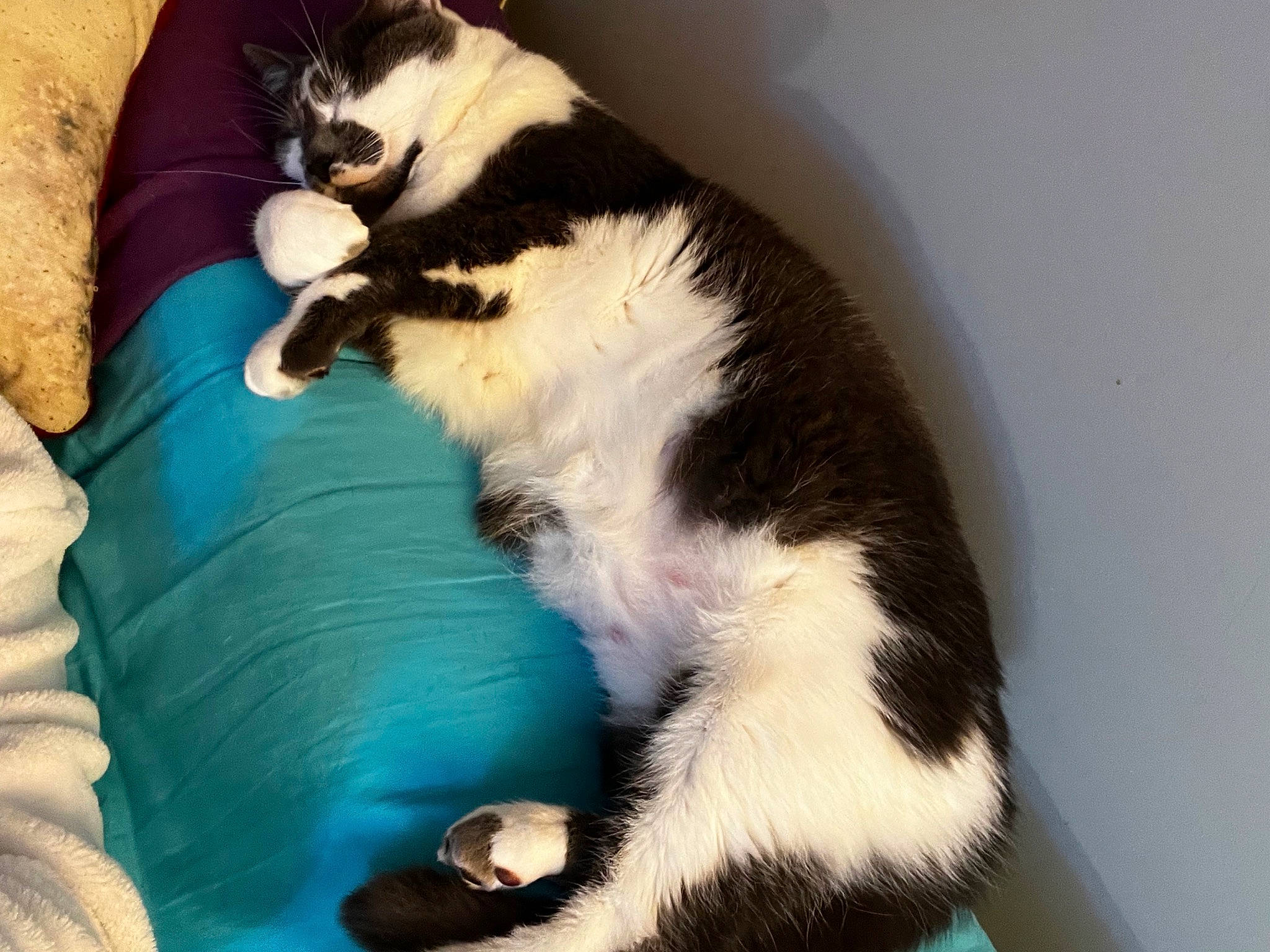 Wifi participe au concours pour gagner de l'argent avec cette photo : carnivore, cat, cat_supply, claw, comfort, companion_dog, dog_breed, domestic_short_haired_cat, felidae, formal_wear, fur, human_leg, lap, linens, paw, pet_supply, small_to_medium_sized_cats, snout, tail, whiskers