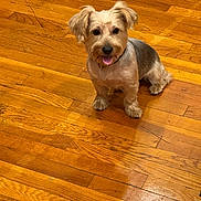Mr. Wilson is registered to the contest to win money with this photo: animal, animal_portrait, canine, companion, cute, dog, domestic_animal, ears, flooring, friendly, fur, happy, home, indoor, looking_at_camera, pet, sitting, small_dog, tongue_out, wooden_floor