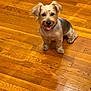 animal, animal_portrait, canine, companion, cute, dog, domestic_animal, ears, flooring, friendly, fur, happy, home, indoor, looking_at_camera, pet, sitting, small_dog, tongue_out, wooden_floor