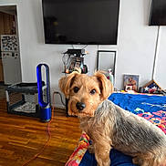 Wilson is registered to the contest to win money with this photo: animal, bed, blanket, cozy, cute, dog, domestic, ears, floral_pattern, fur, furniture, home, indoor, living_room, looking_at_camera, pet, sitting, small_dog, television, wooden_floor