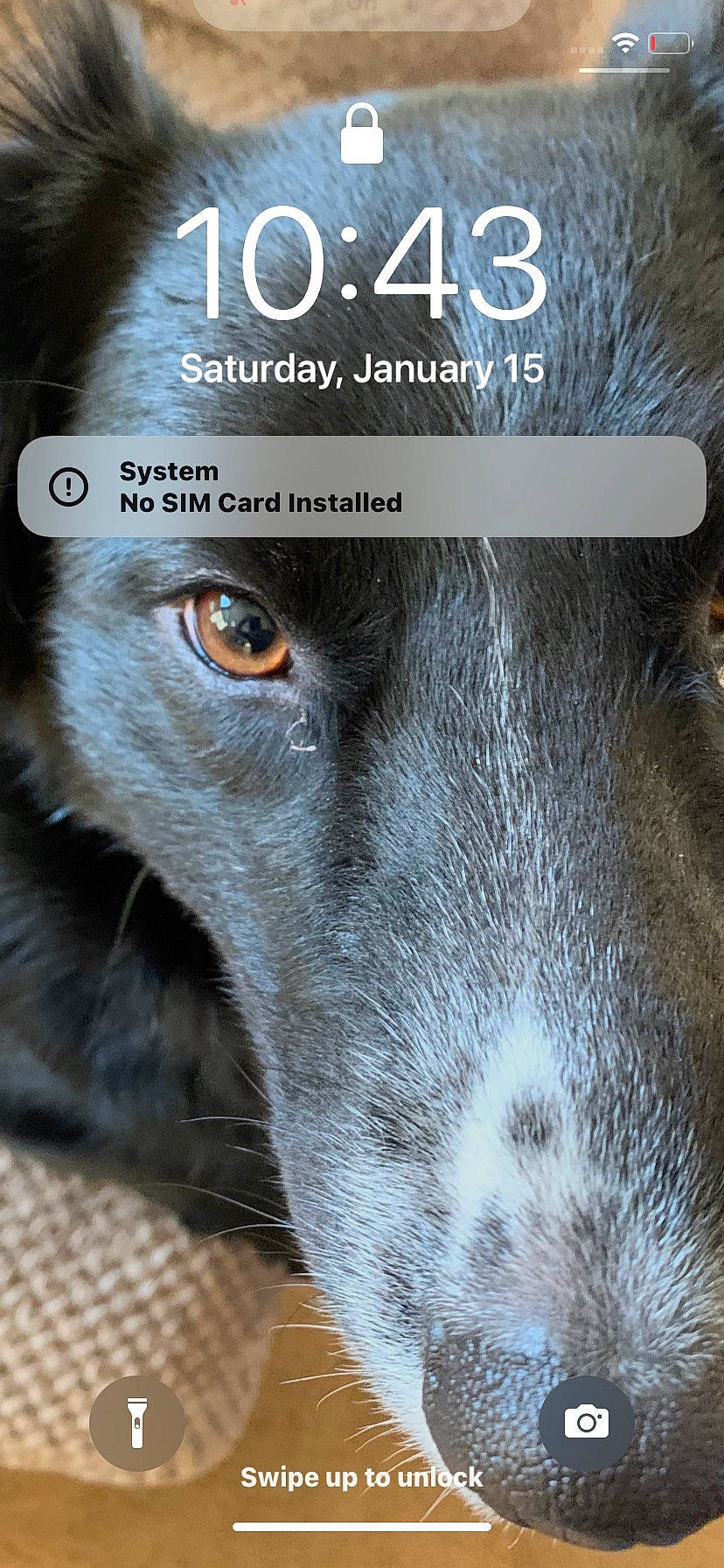 Chowder is registered to the contest to win money with this photo: canidae, carnivore, close_up, dog, dog_breed, eyelash, font, fur, iris, liver, logo, photo_caption, snout, sporting_group, terrestrial_animal, whiskers, wildlife, wood, working_animal