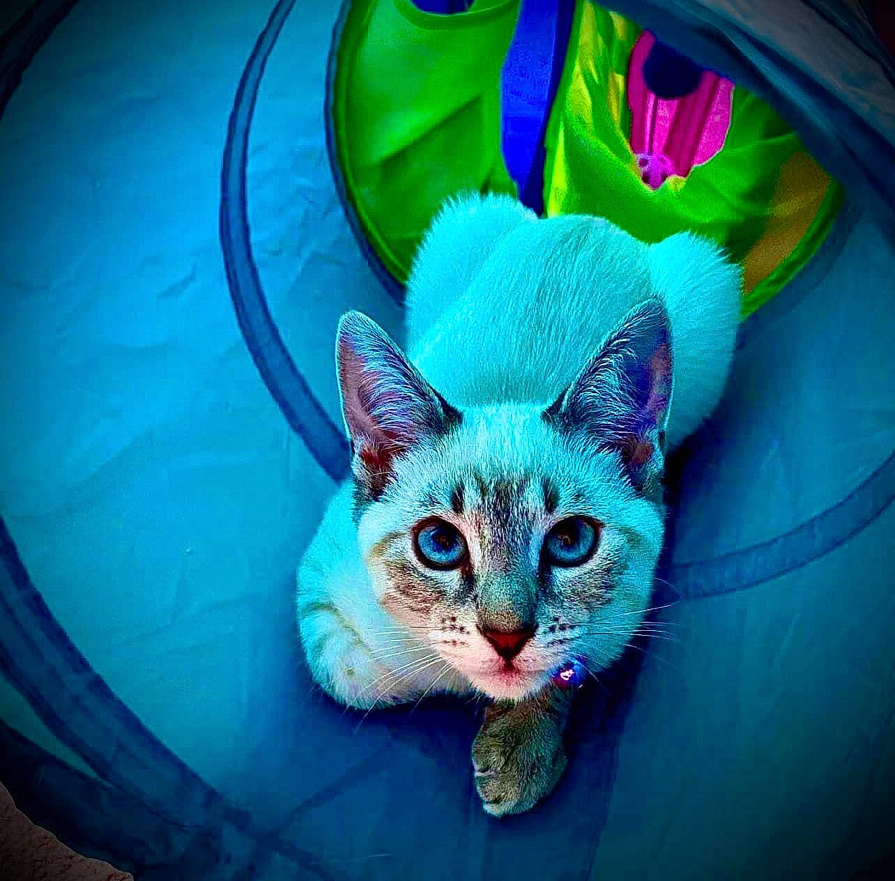 Annabelle joined the competition — help win amazing prizes! art, carnivore, cat, cat_supply, circle, domestic_short_haired_cat, electric_blue, fawn, felidae, fur, glasses, grass, green, organ, pattern, small_to_medium_sized_cats, snout, symmetry, tail, whiskers