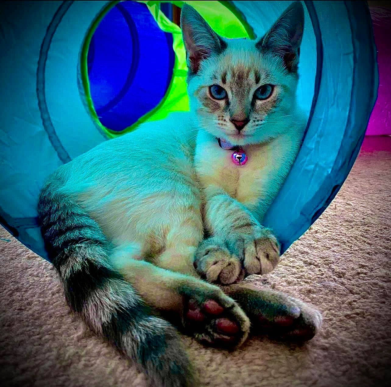 Annabelle joined the competition — help win amazing prizes! blue, carnivore, cat, comfort, domestic_short_haired_cat, electric_blue, fawn, felidae, foot, fur, gesture, magenta, paw, photo_caption, sitting, small_to_medium_sized_cats, snout, tail, whiskers, wildlife