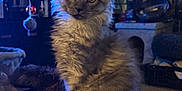 Ayko a rejoint le concours — aidez-le/la à gagner de superbes lots ! cat, gray_cat, fluffy, indoor, pet, animal, ears, eyes, tail, furniture, colorful, pattern, cozy, cluttered, lighting, portrait, sitting, cute, fur, home