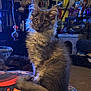 animal, cat, cluttered, colorful, cozy, cute, ears, eyes, fluffy, fur, furniture, gray_cat, home, indoor, lighting, pattern, pet, portrait, sitting, tail