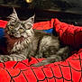 Ayko a rejoint le concours — aidez-le/la à gagner de superbes lots ! cat, kitten, gray_fur, yellow_eyes, pet_bed, red, blue, spiderweb_pattern, feline, indoor, resting, cute, fluffy, animal, young_cat, domestic_cat, relaxed, soft_fur, whiskers, paw