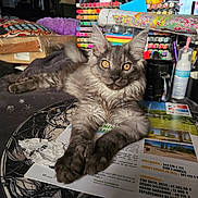 Ayko participe au concours pour gagner de l'argent avec cette photo : cat, gray_cat, fluffy_fur, golden_eyes, table, markers, papers, clutter, indoor, household_items, mug, pen_holder, decorative_figures, cozy, relaxed, looking_at_camera, feline, long_hair, curious, domestic_animal