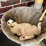 Alia participe au concours pour gagner de l'argent avec cette photo : cat, kitten, pet, animal, feline, cute, resting, hammock, cozy, indoor, brick_wall, fur, whiskers, paw, relaxed, curious, young, soft, comfort, home