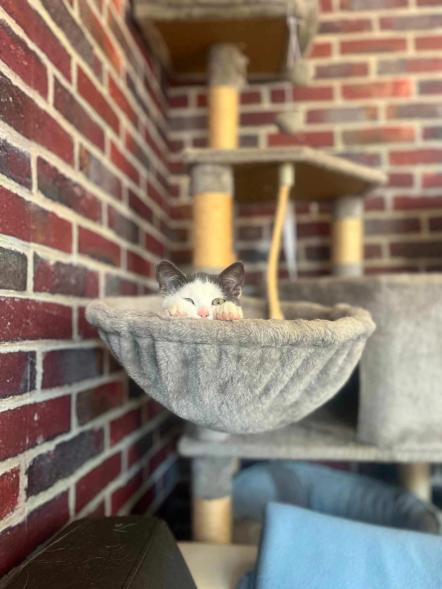 Alia participe au concours pour gagner de l'argent avec cette photo : kitten, cat, cat_tree, hammock, cozy, furry, brick_wall, indoor, pet, cute, animal, resting, feline, playful, paws, whiskers, home, soft, relaxed, peek