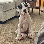 Harper joined the competition — help win amazing prizes! great_dane, puppy, dog, carpet, living_room, sofa, side_table, wooden_furniture, curious, tilted_head, pet, indoor, floor, ears, paw, cute, young, animal, domestic, mammal