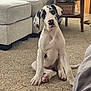 great_dane, puppy, dog, carpet, living_room, sofa, side_table, wooden_furniture, curious, tilted_head, pet, indoor, floor, ears, paw, cute, young, animal, domestic, mammal