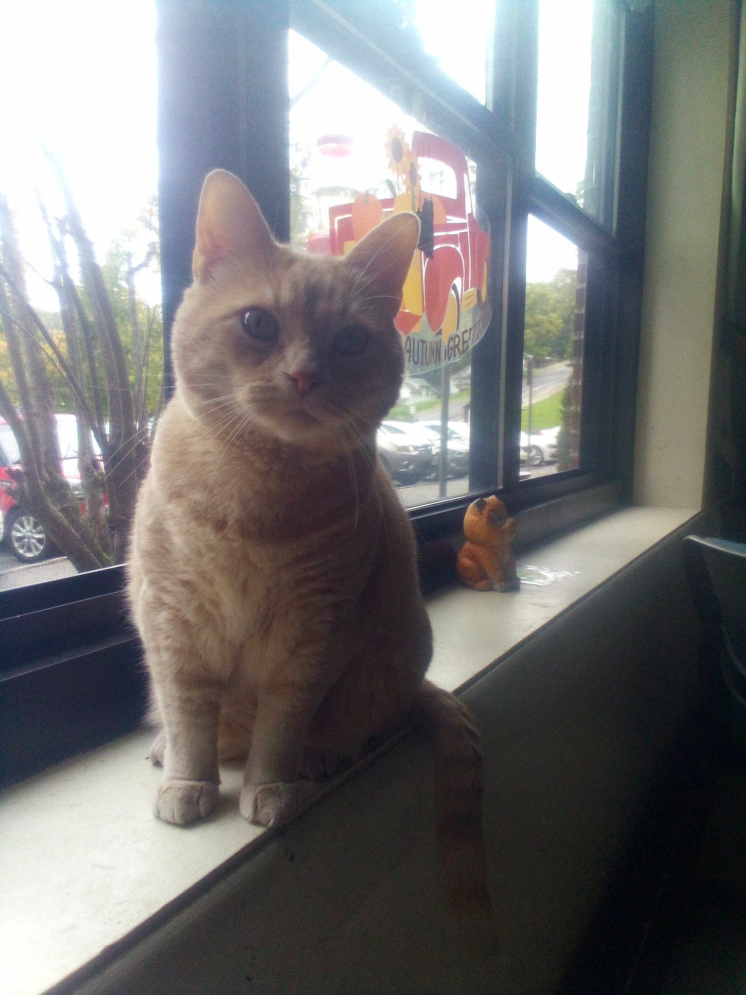 Odie