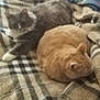cat, gray_cat, orange_cat, feline, pet, animal, sleeping, blanket, plaid, cozy, indoor, resting, fur, cute, domestic_animal, two_animals, soft, blurred, laying, comfort