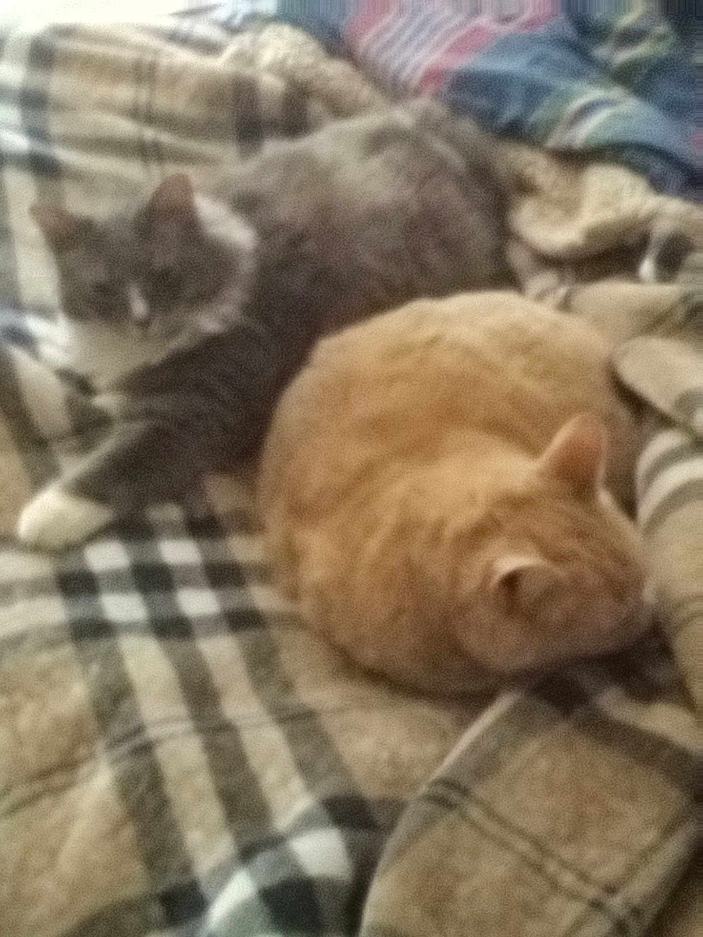Odie An Sammy