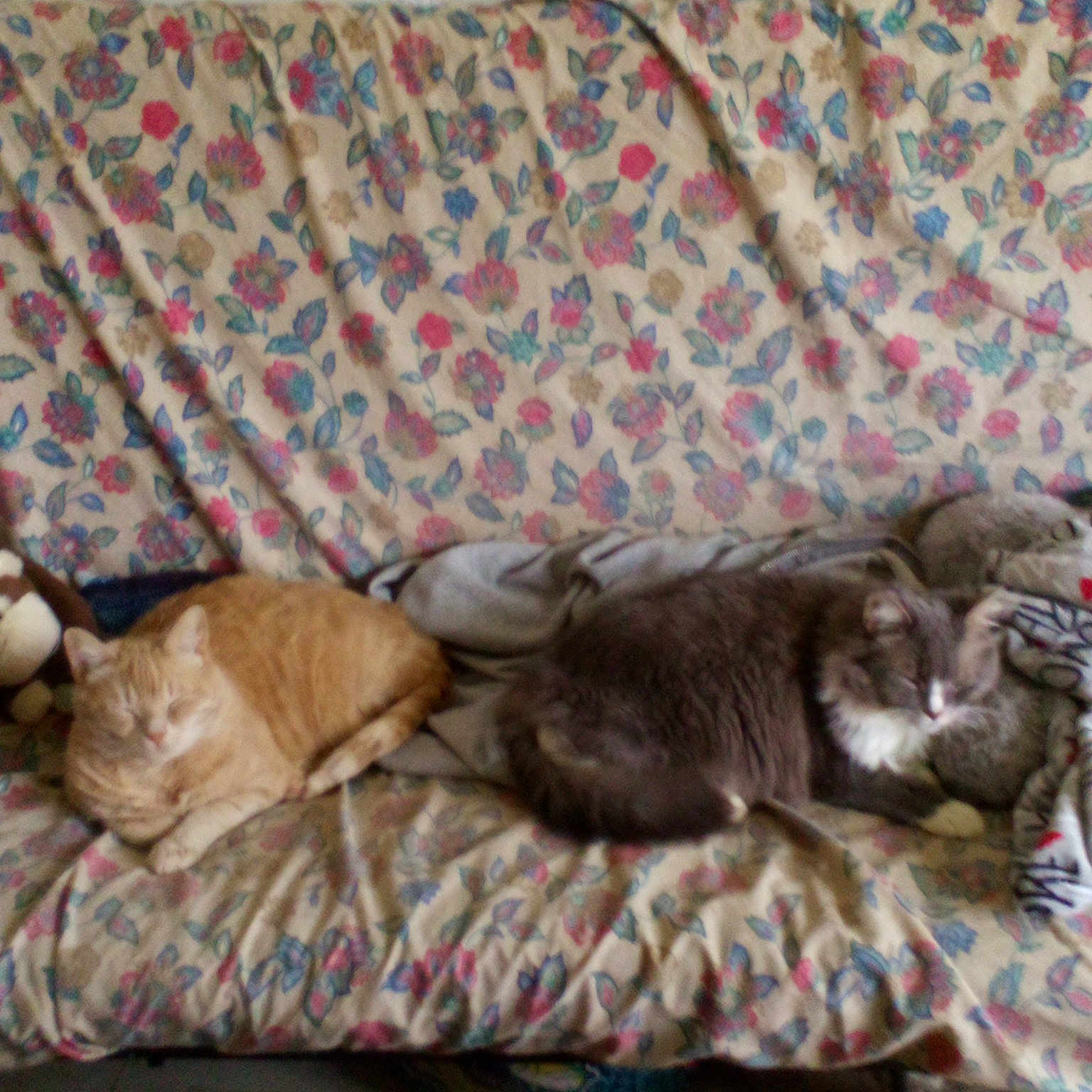 Odie And Sammy