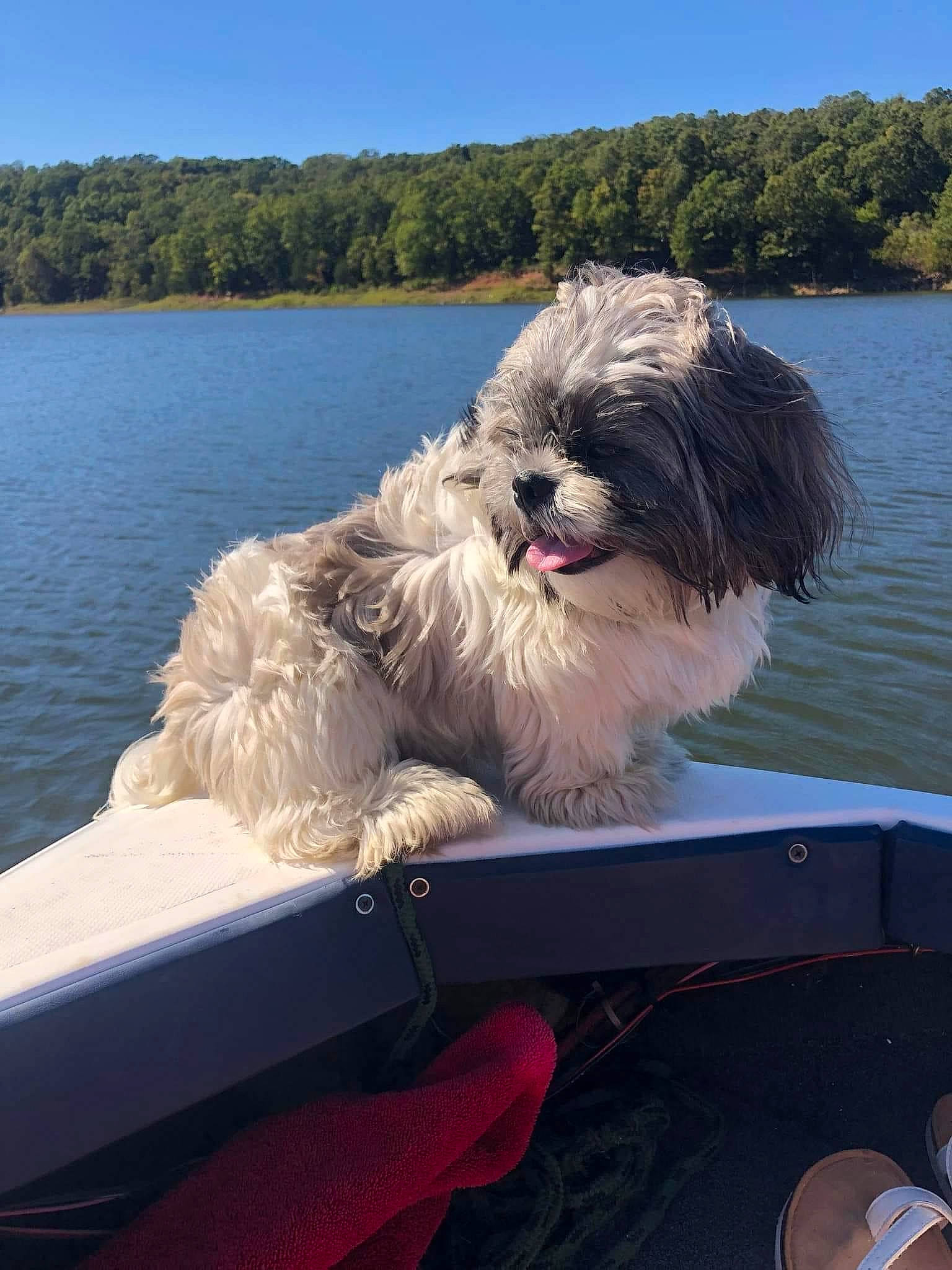 Ozzy is registered to the contest to win money with this photo: canidae, carnivore, companion_dog, dog, dog_breed, eyewear, fur, giant_dog_breed, lake, maltepoo, non_sporting_group, ocean, sky, small_terrier, sporting_group, terrier, toy_dog, tree, water, working_animal