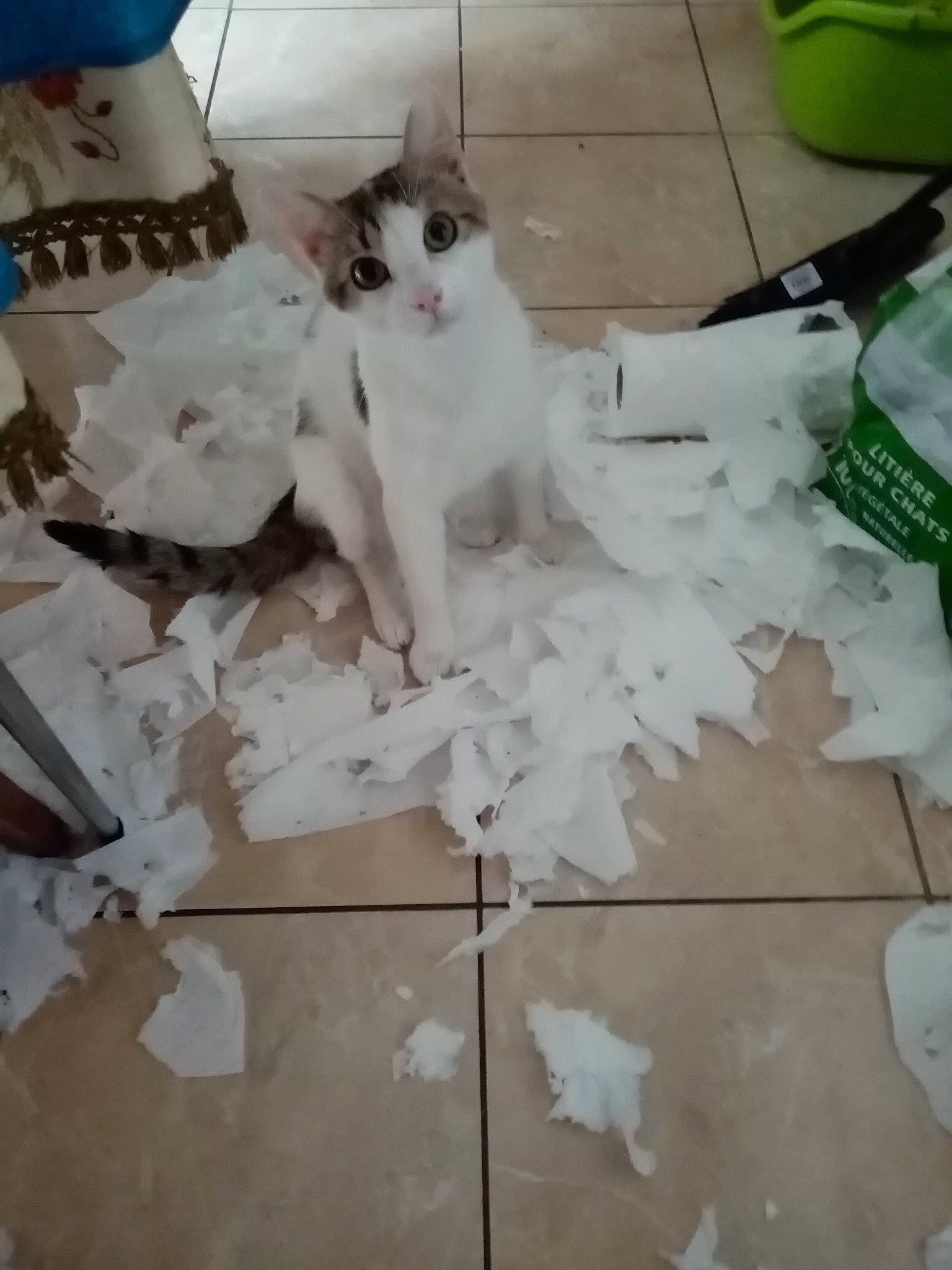 Grimm participe au concours pour gagner de l'argent avec cette photo : carmine, carnivore, cat, domestic_short_haired_cat, felidae, floor, flooring, formal_wear, fur, grey, hardwood, linens, pattern, paw, petal, small_to_medium_sized_cats, tail, whiskers, white, wood