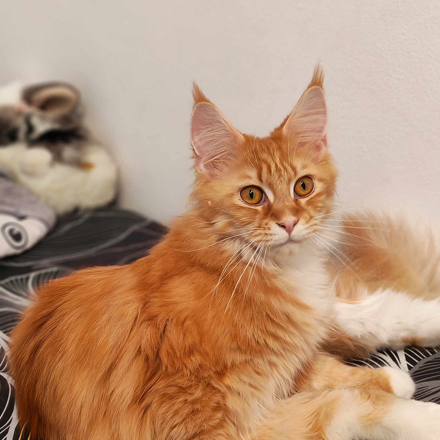 Mina participe au concours pour gagner de l'argent avec cette photo : alert, animal, bedspread, cat, close_up, cute, domestic_cat, ears, feline, fur, indoor, lying_down, orange_tabby, pattern, pet, portrait, relaxed, soft_fur, whiskers