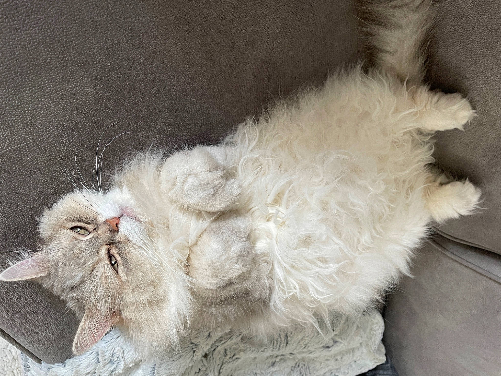 équinoxe participe au concours pour gagner de l'argent avec cette photo : art, british_longhair, carnivore, cat, claw, fawn, feather, felidae, fur, paw, small_to_medium_sized_cats, snout, tail, terrestrial_animal, whiskers, window