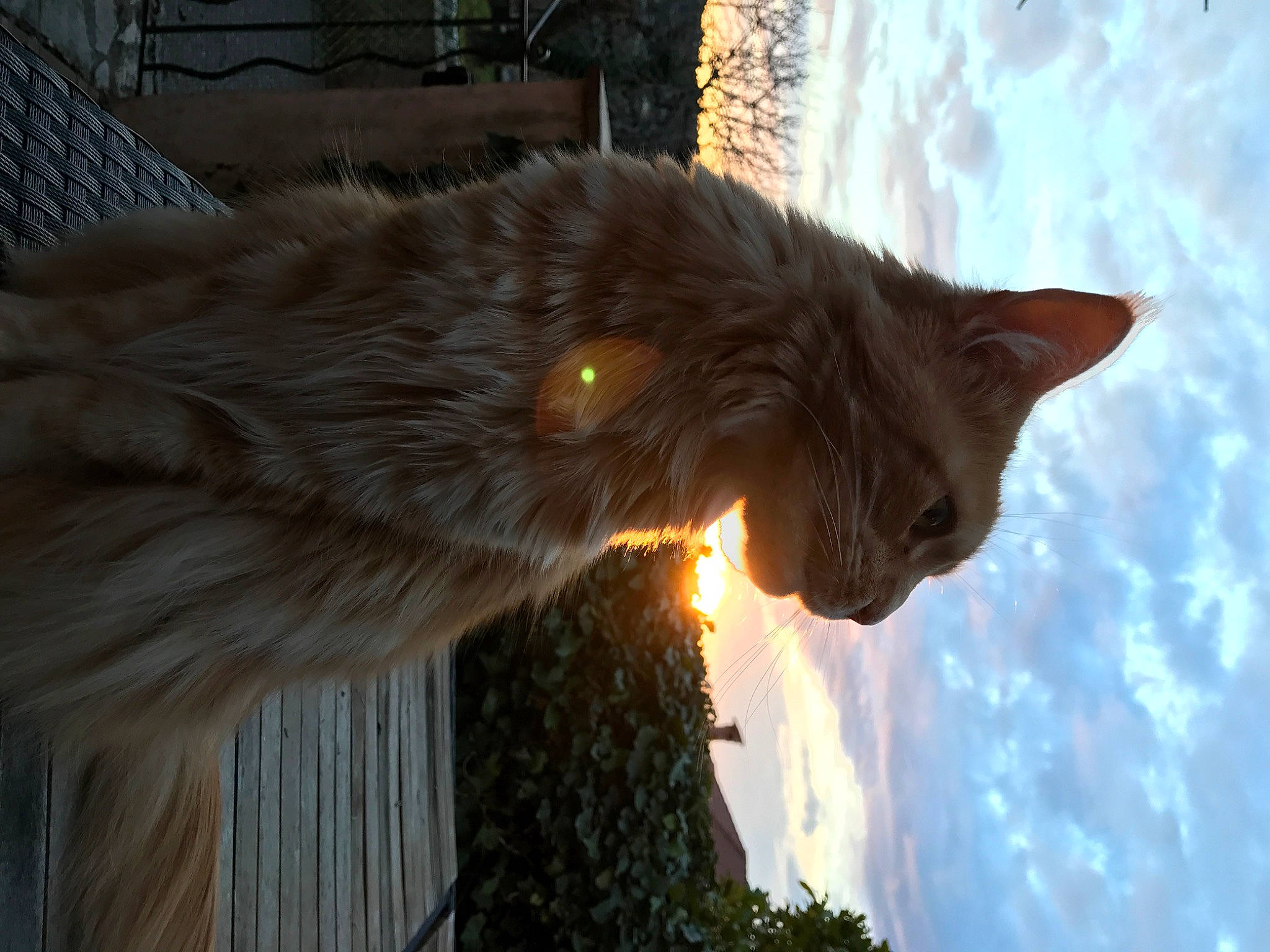 Franklin a rejoint le concours — aidez-le/la à gagner de superbes lots ! carnivore, cat, cloud, eye, felidae, fur, grass, heat, holiday, light, plant, sky, small_to_medium_sized_cats, snout, street_light, tail, terrestrial_animal, tree, whiskers, wood